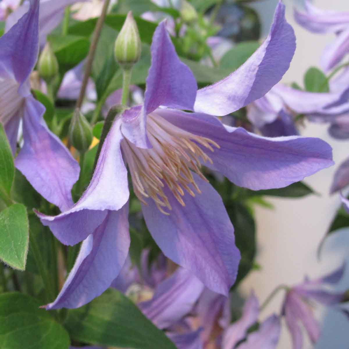 Clematis BLUE RIVER 'Zoblueriver'