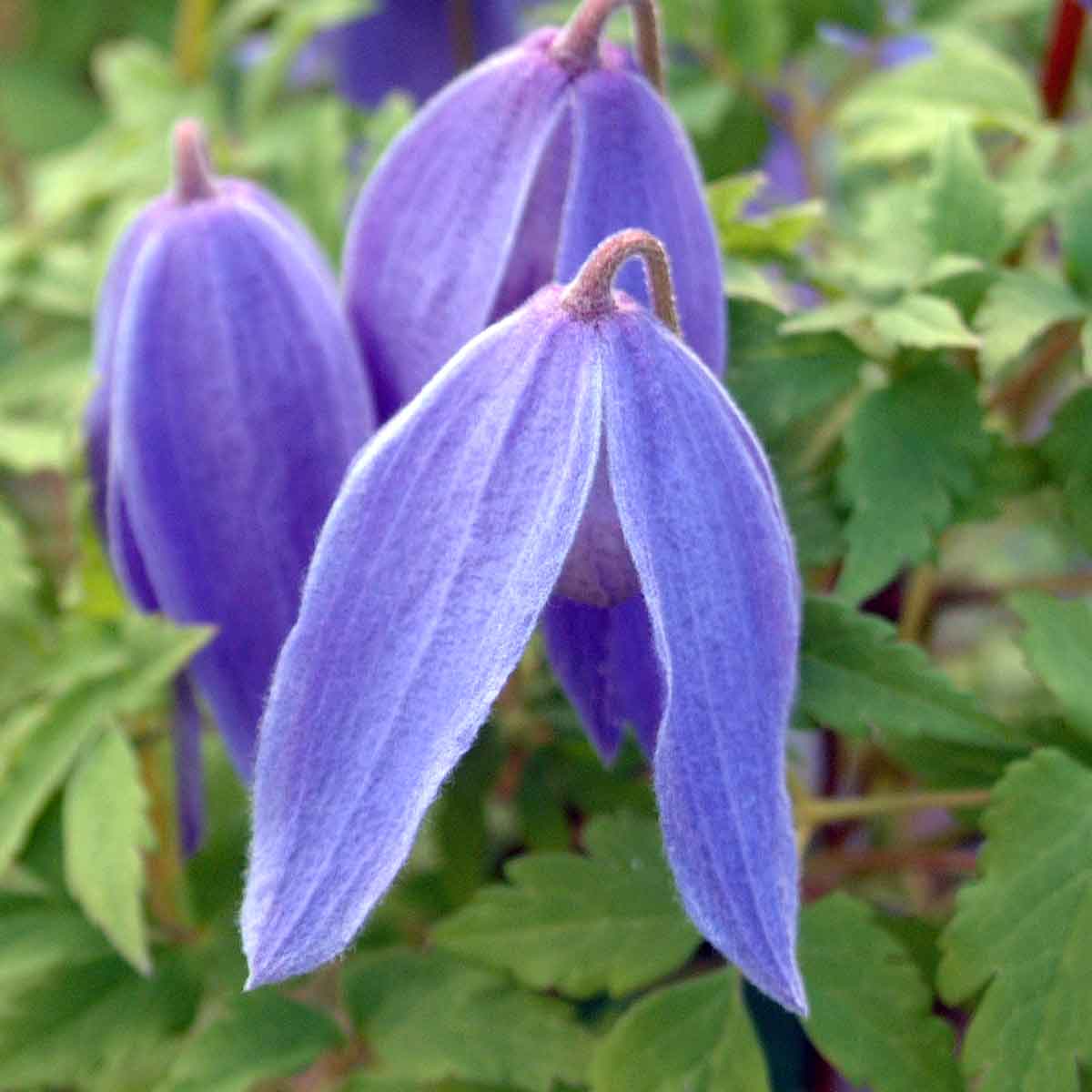 Clematis Blue Tapers syn. Cyanea