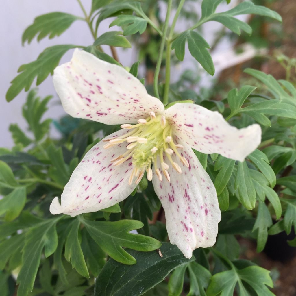 Clematis cirrhosa var. balearica