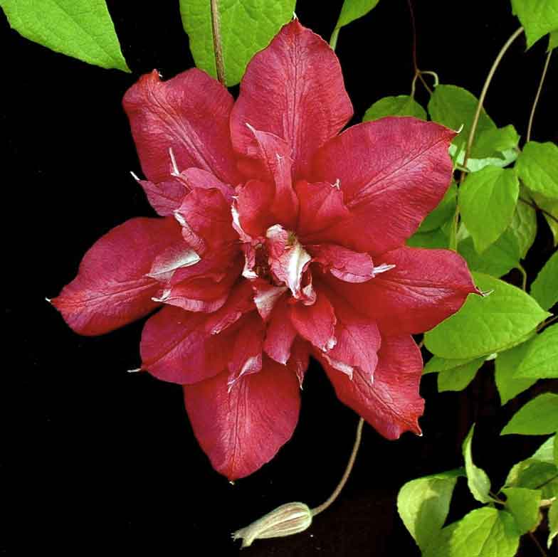 Clematis Crimson King (Red Cooler)