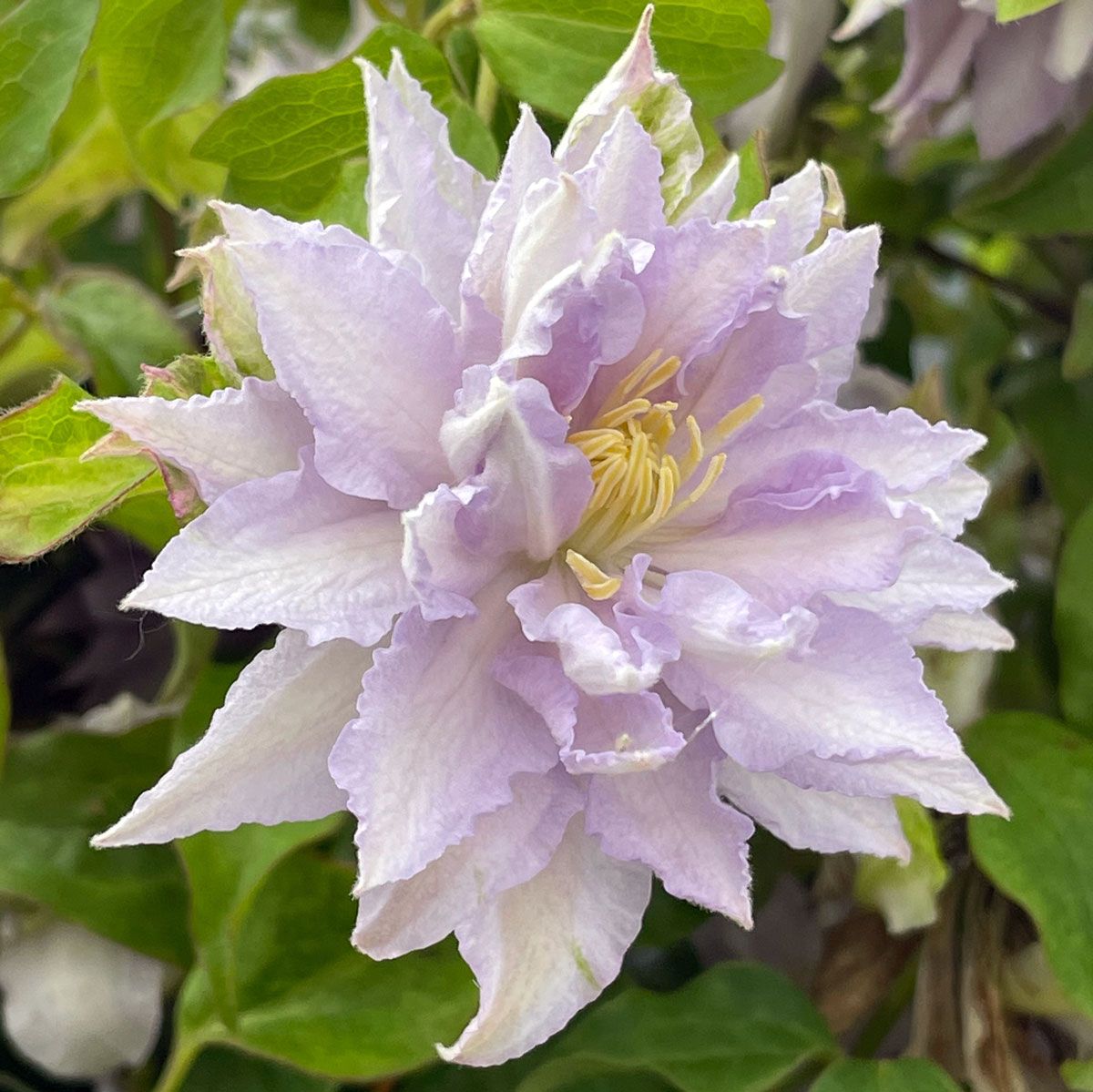 Clematis DANCING KING 'Zodaki'