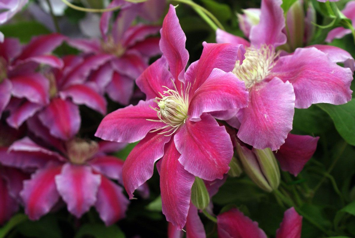 Clematis Doctor Ruppel Superior Quality Climbers - thorncroftclematis.co.uk