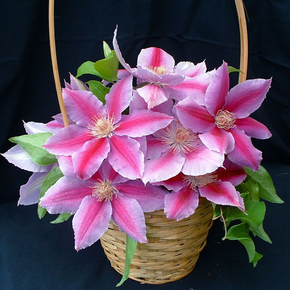 Clematis Doctor Ruppel Superior Quality Climbers - thorncroftclematis.co.uk