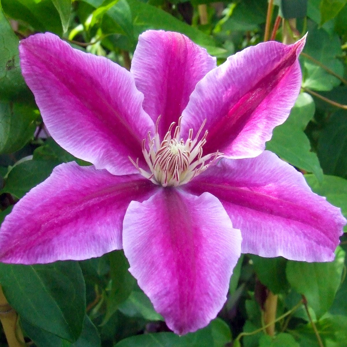 Clematis Doctor Ruppel Superior Quality Climbers - thorncroftclematis.co.uk