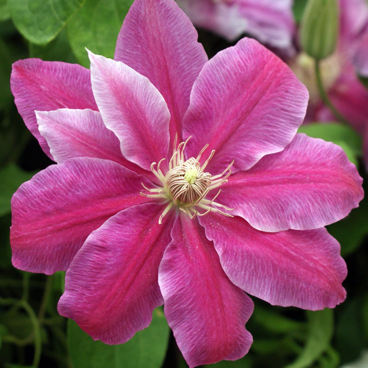 Clematis Doctor Ruppel