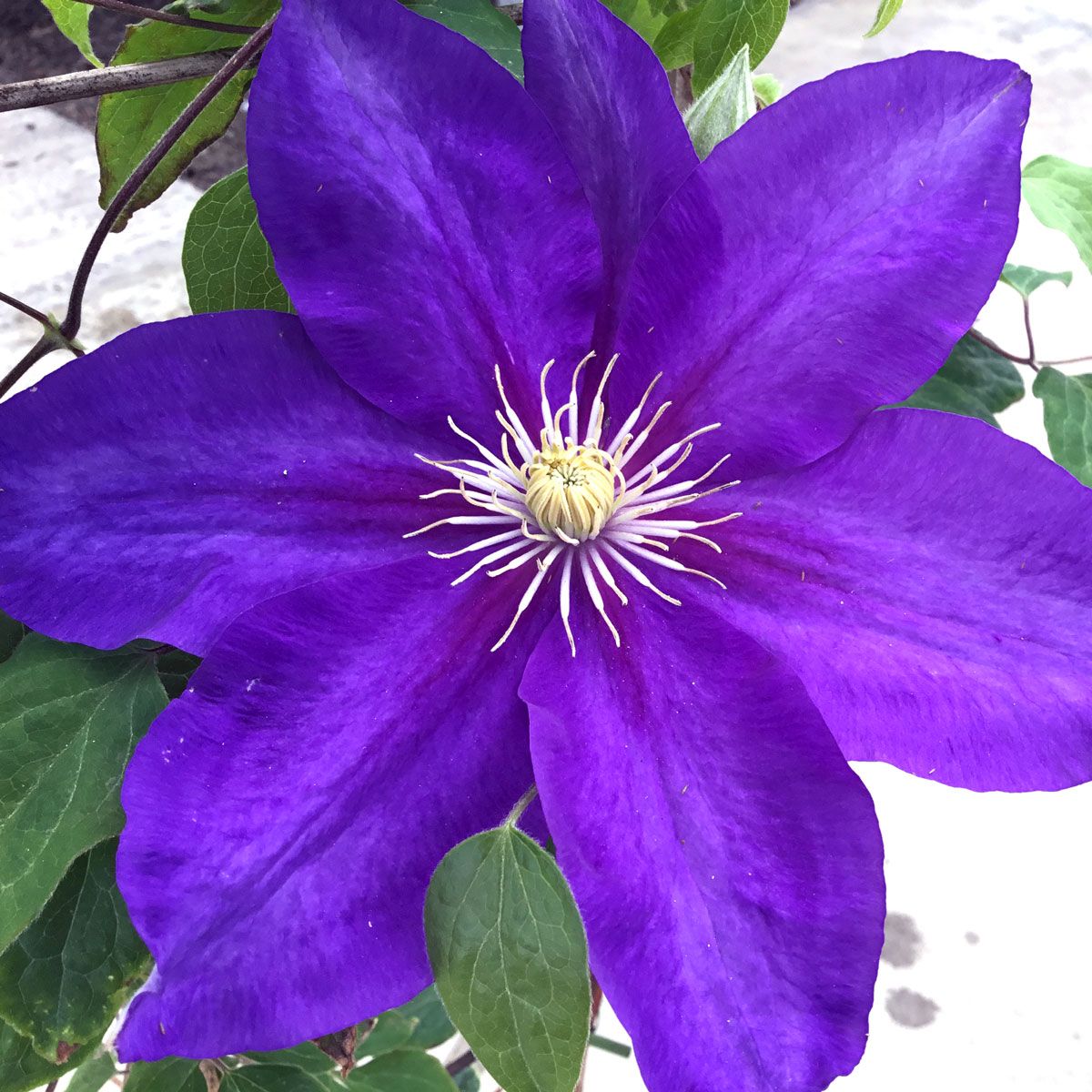 Clematis DUCHESS OF CORNWALL Evipo118