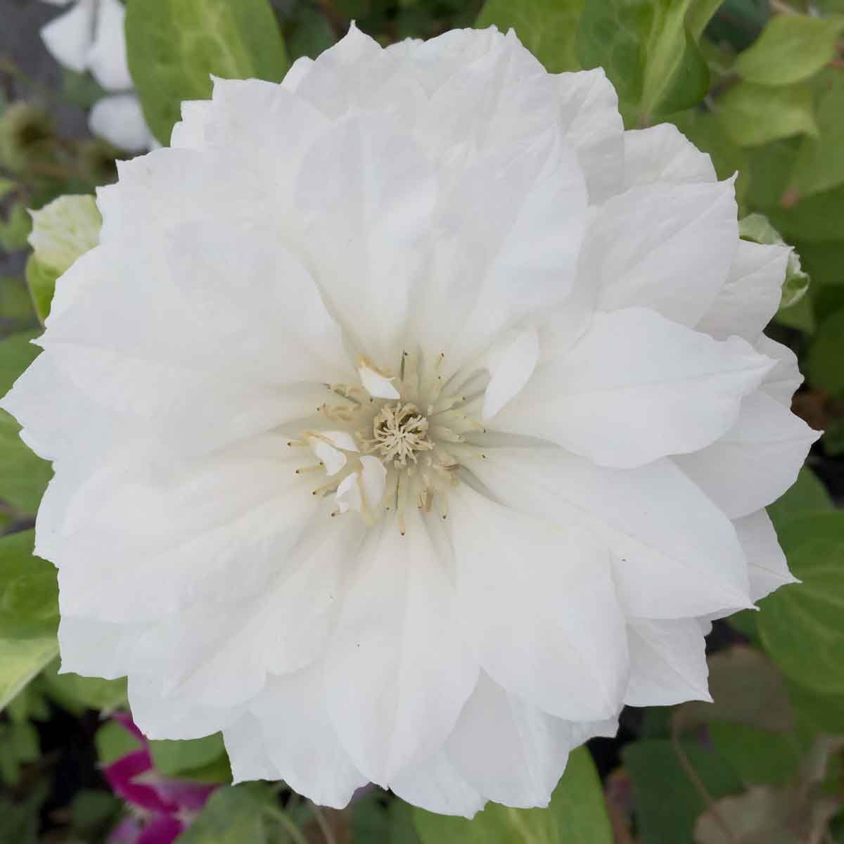 Clematis Duchess of Edinburgh Superior Quality Climbers