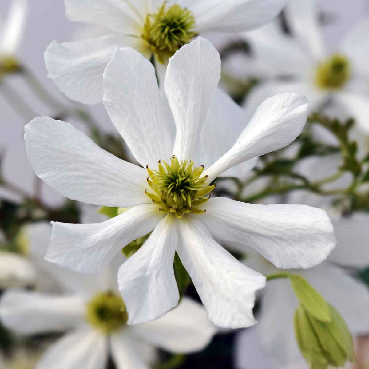 Clematis Early Sensation