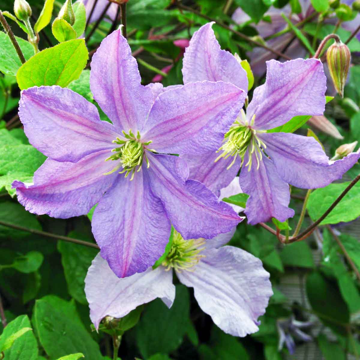 Clematis Emilia Plater