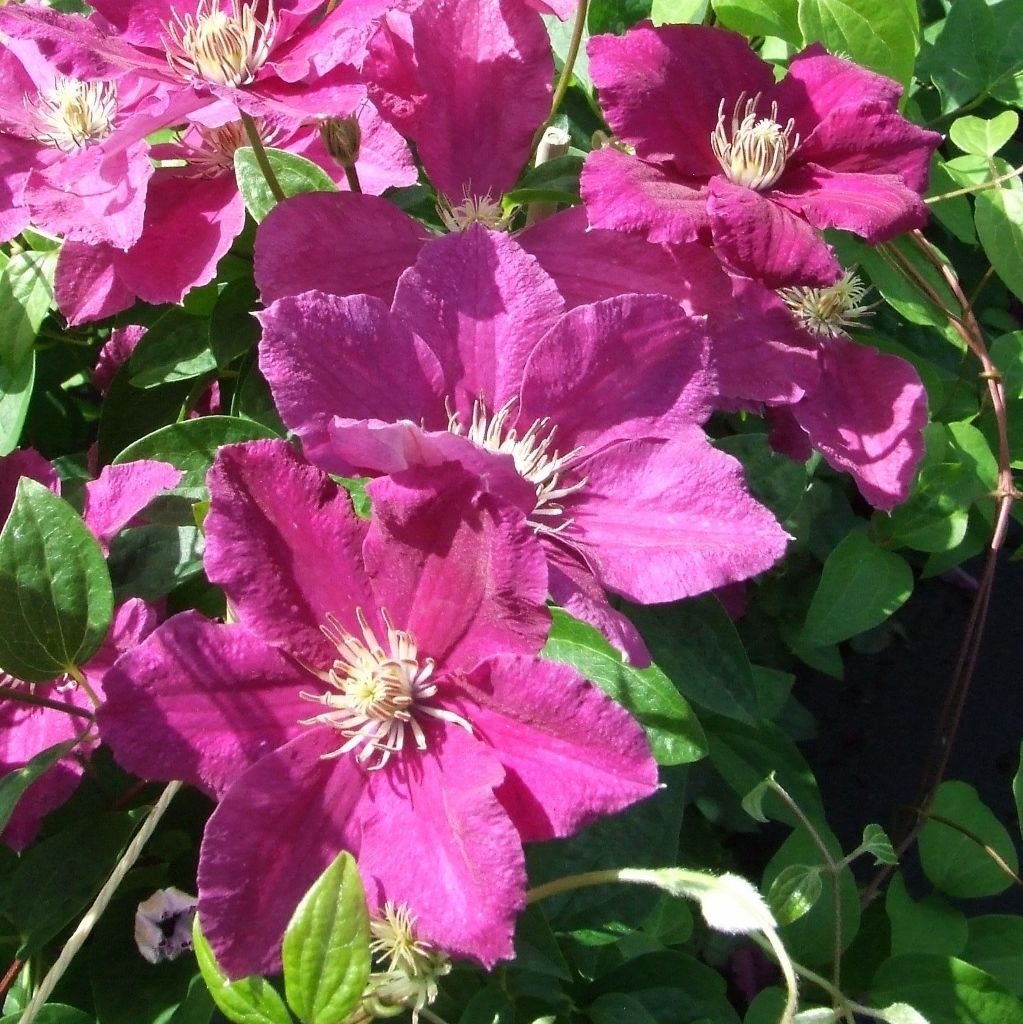 Clematis Ernest Markham