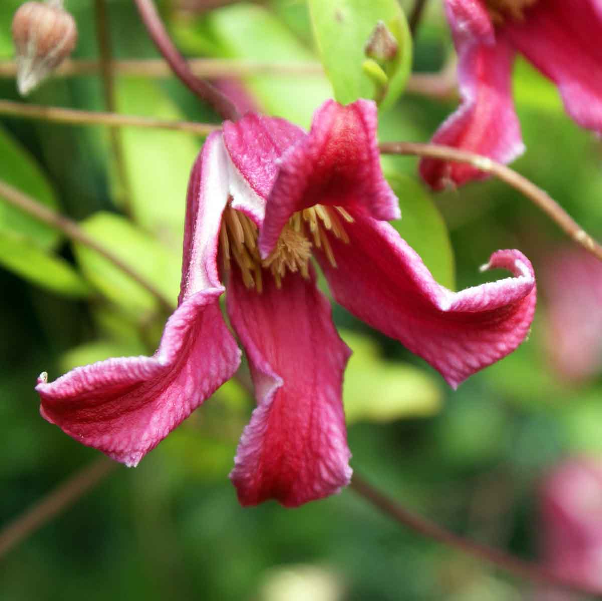 Clematis Etoile Rose