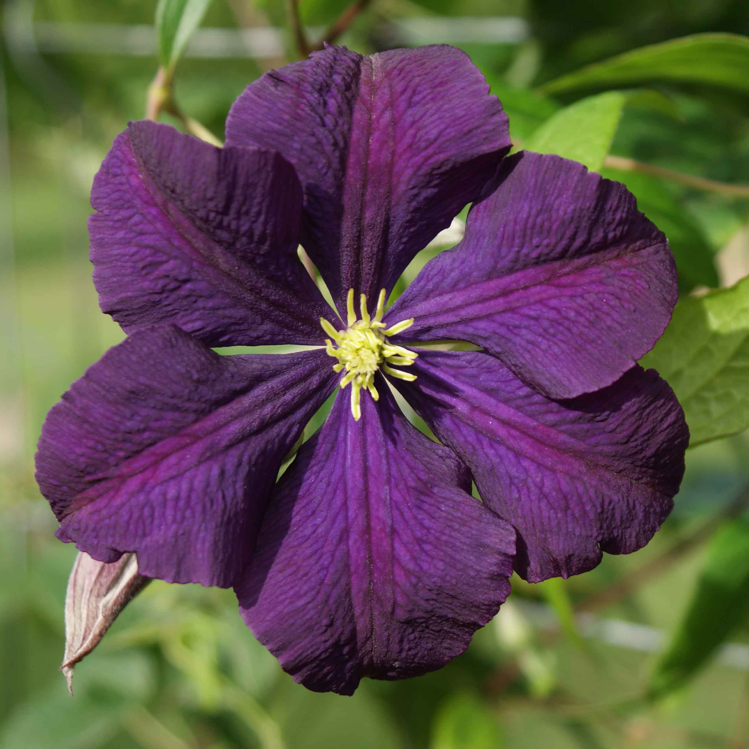 Clematis Etoile Violette Superior Quality Climbers Thorncroftclematis Clematis Etoile Violette Superior Quality Climbers Thorncroftclematis