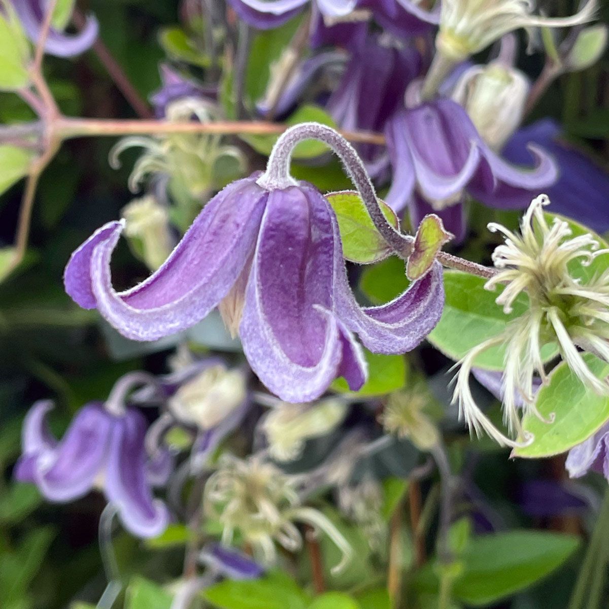 Clematis Fascination