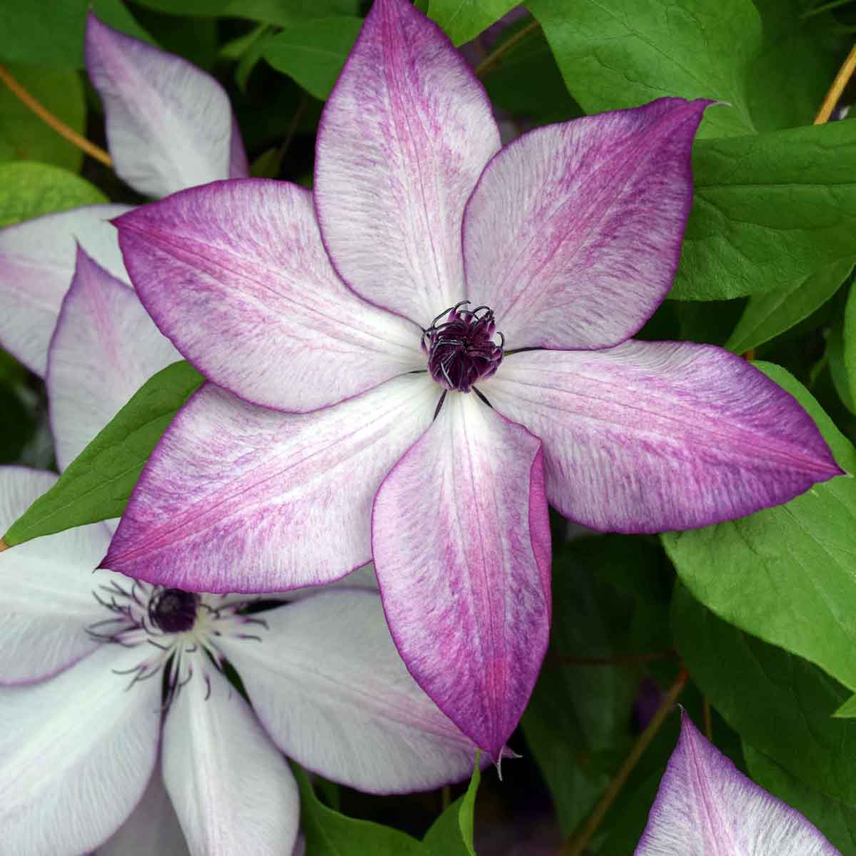 Clematis Fond Memories