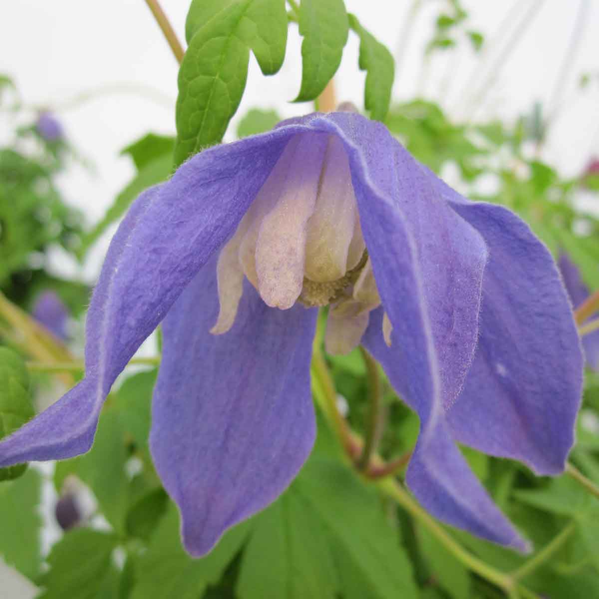 Clematis Frances Rivis