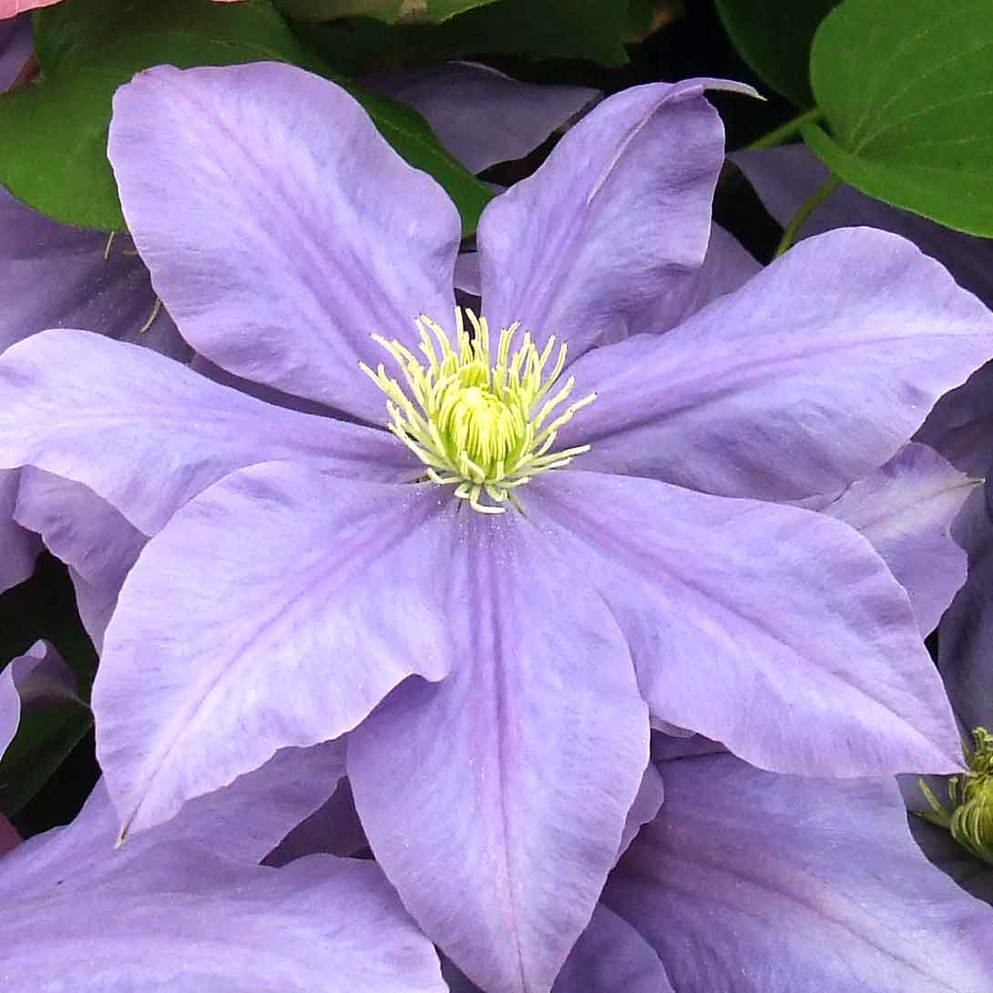 Clematis Fujimusume