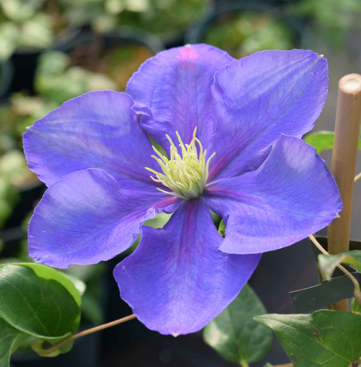 Clematis General Sikorski