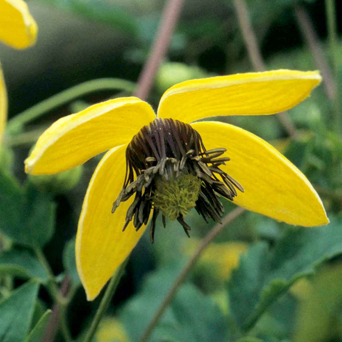 Clematis GOLDEN TIARA 'Kugotia'