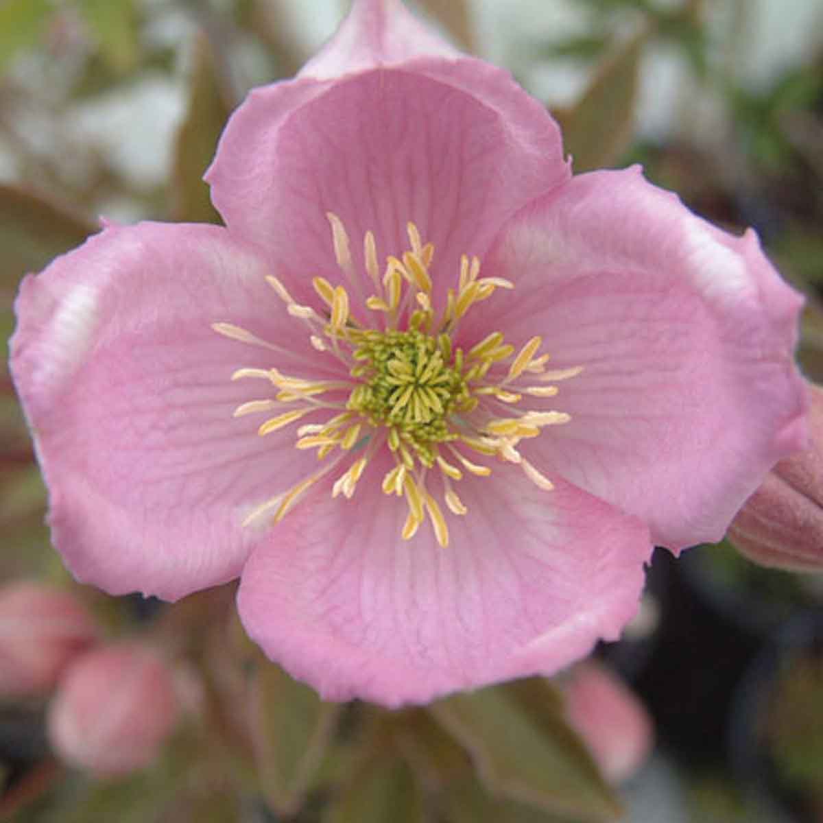 Clematis Gothenburg