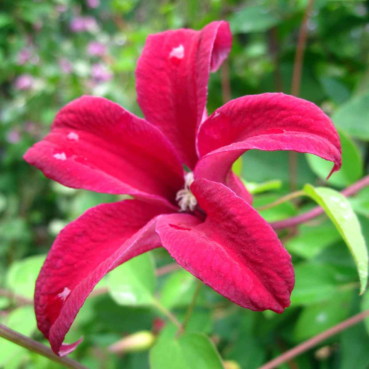 Clematis Gravetye Beauty