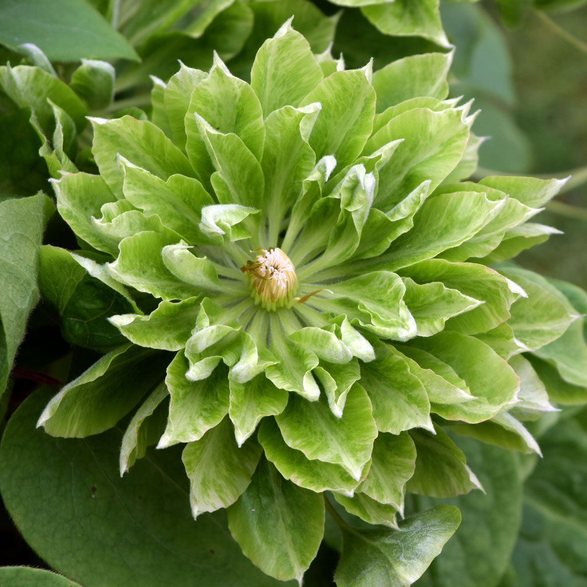 Clematis GREEN PASSION 'Zo11050'