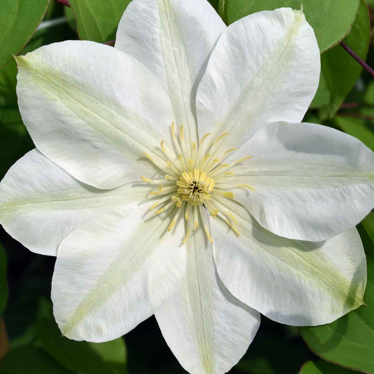 Clematis Guernsey Cream