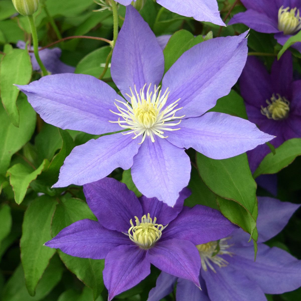 Clematis H.F. Young