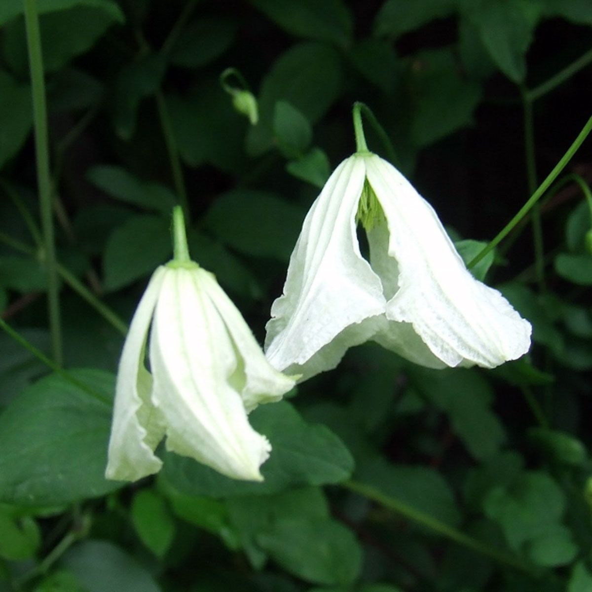 Clematis Hagelby White