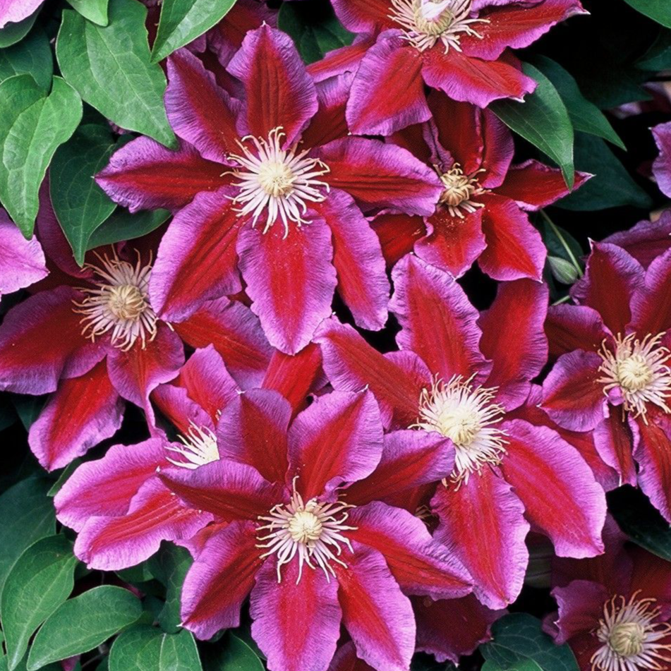 Clematis Hania