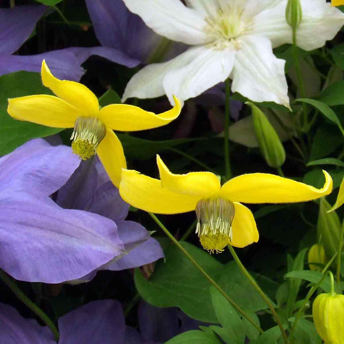 Clematis Helios