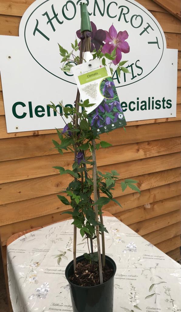 Clematis Helsingborg Superior Quality Climbers