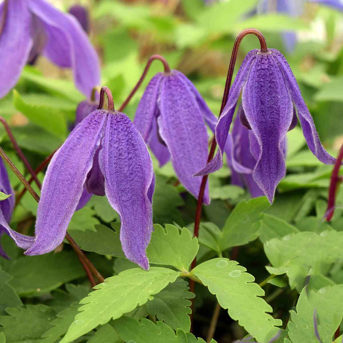 Clematis Helsingborg