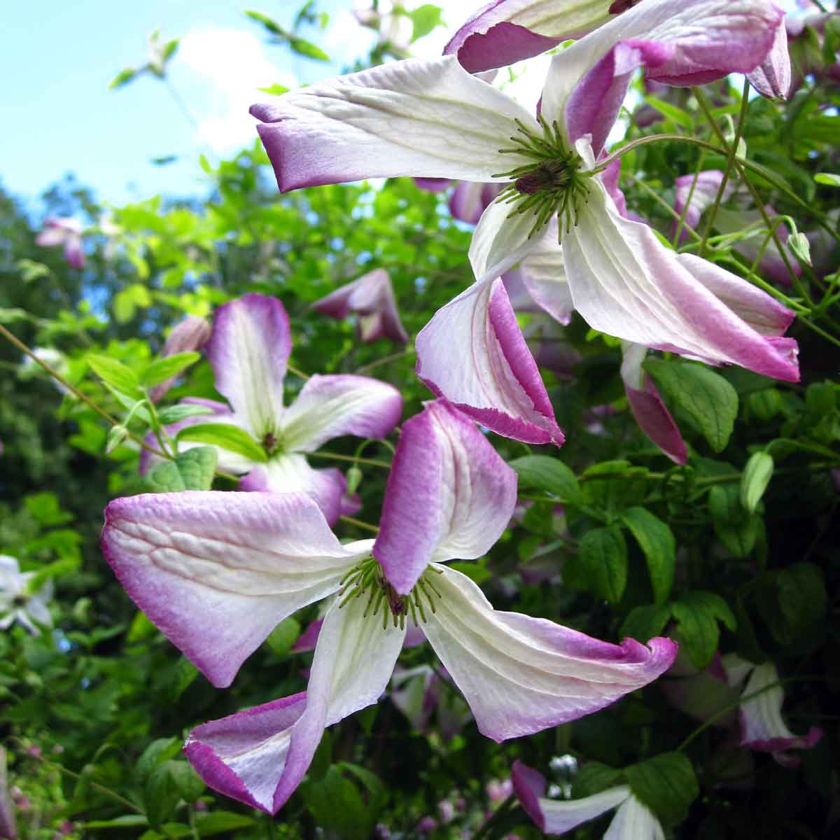 Clematis I AM LADY Q 'Zoiamladyq'