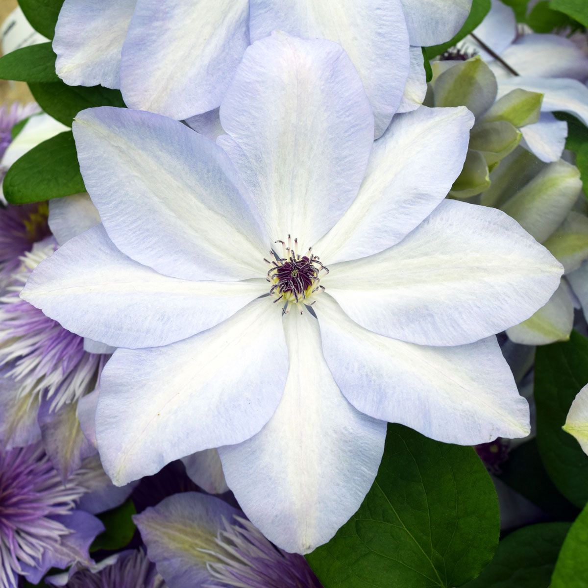 Clematis Ivan Olsson Superior Quality Climbers - thorncroftclematis.co.uk