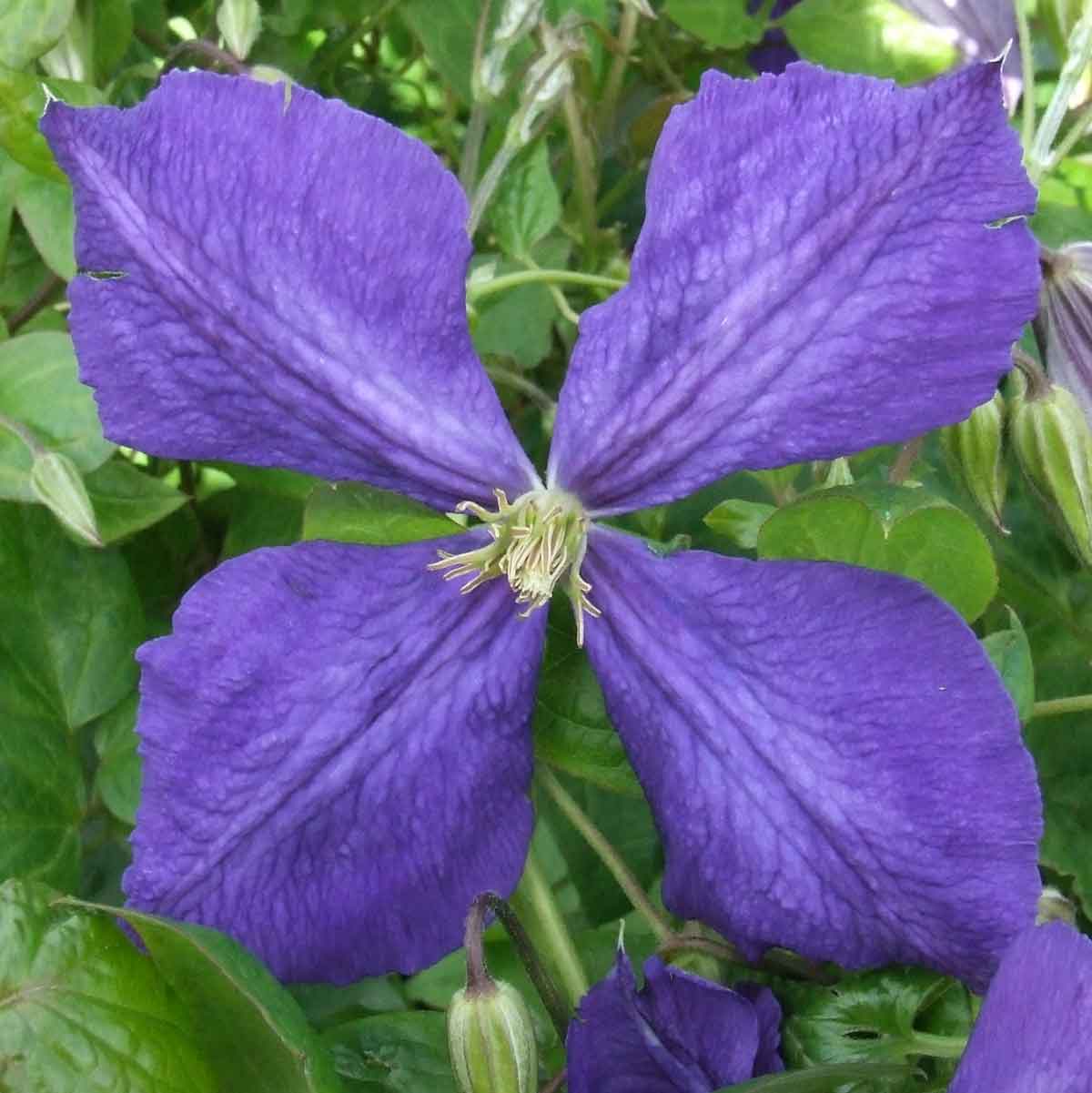 Clematis Jackmanii