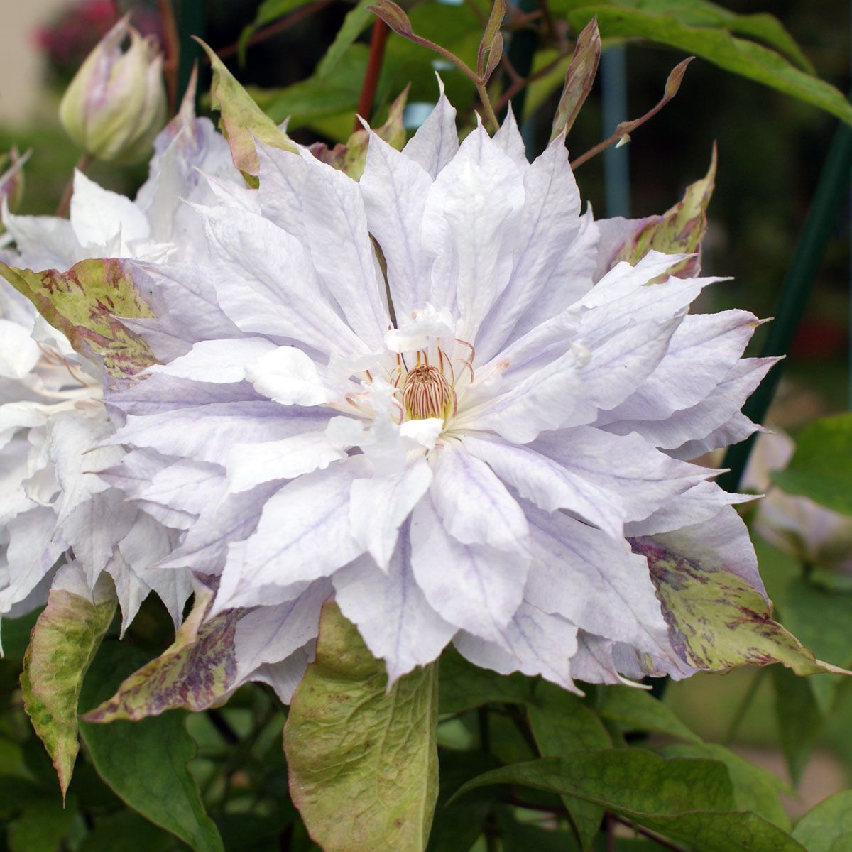 Clematis Jackmanii Alba