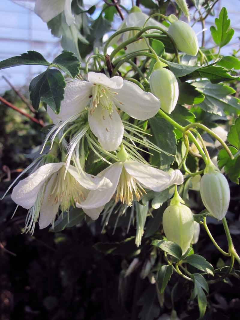Clematis Jingle Bells Superior Quality Climbers thorncroftclematis.co.uk