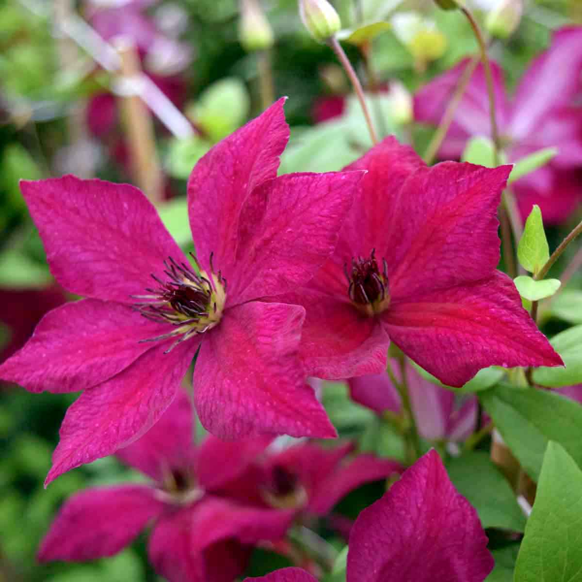 Clematis JOHN HOWELLS 'Zojohnhowells'
