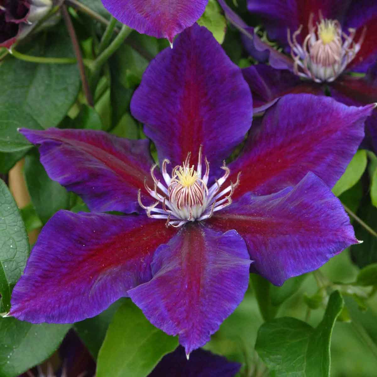 Clematis Julka