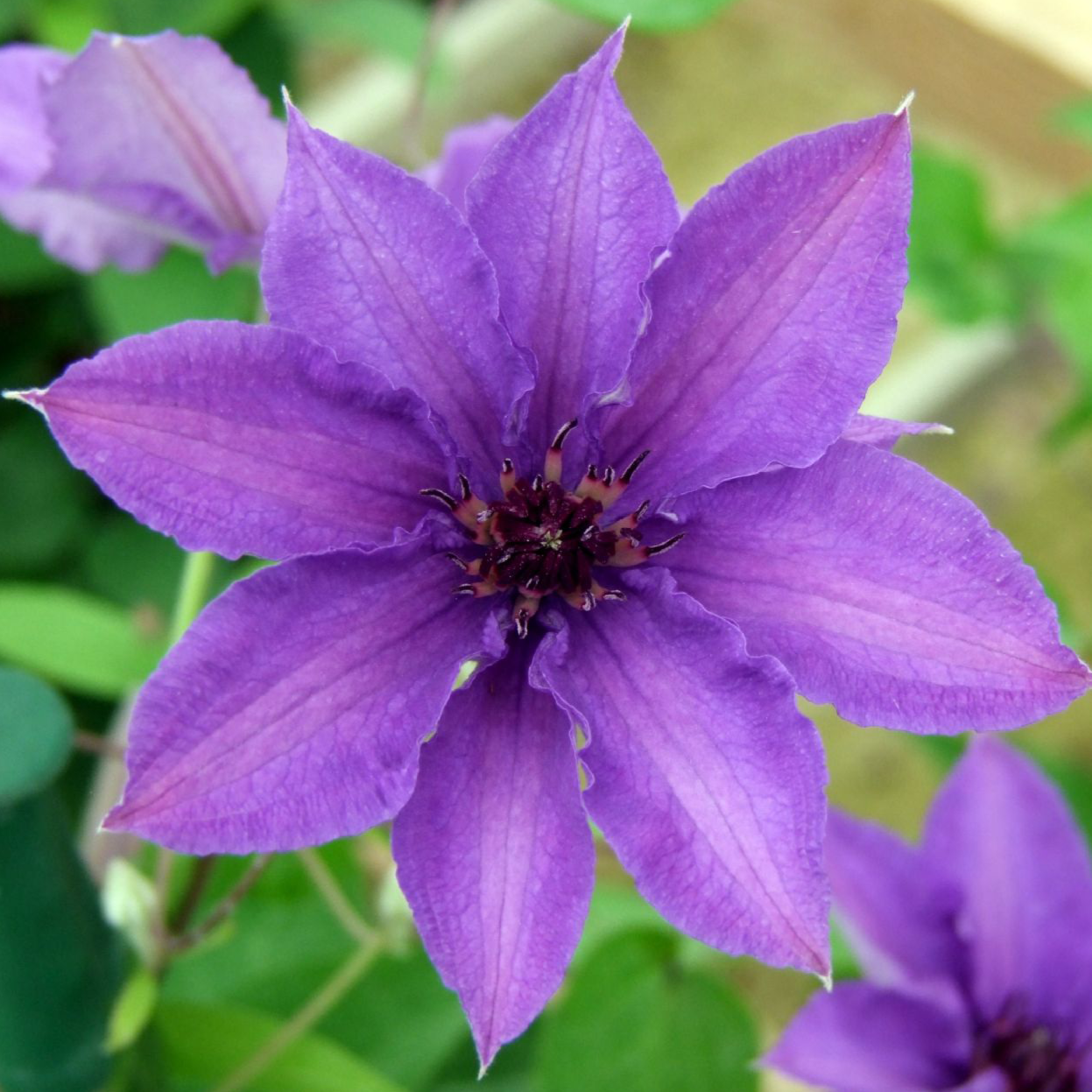 Clematis Konigskind