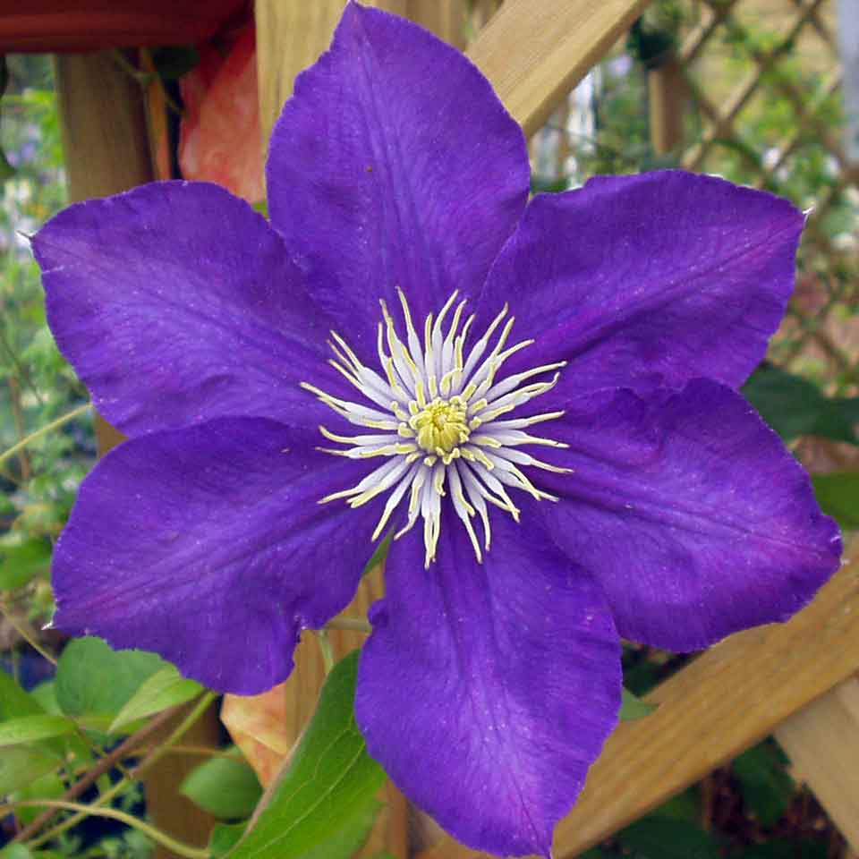 Clematis Lady Betty Balfour