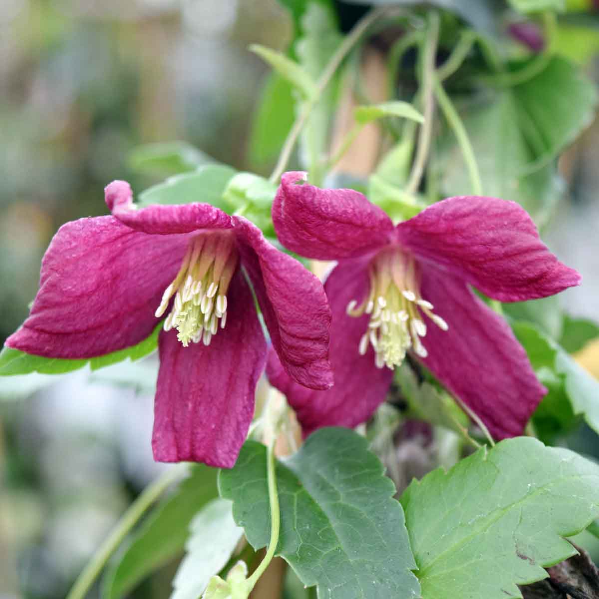 Clematis Lansdowne Gem