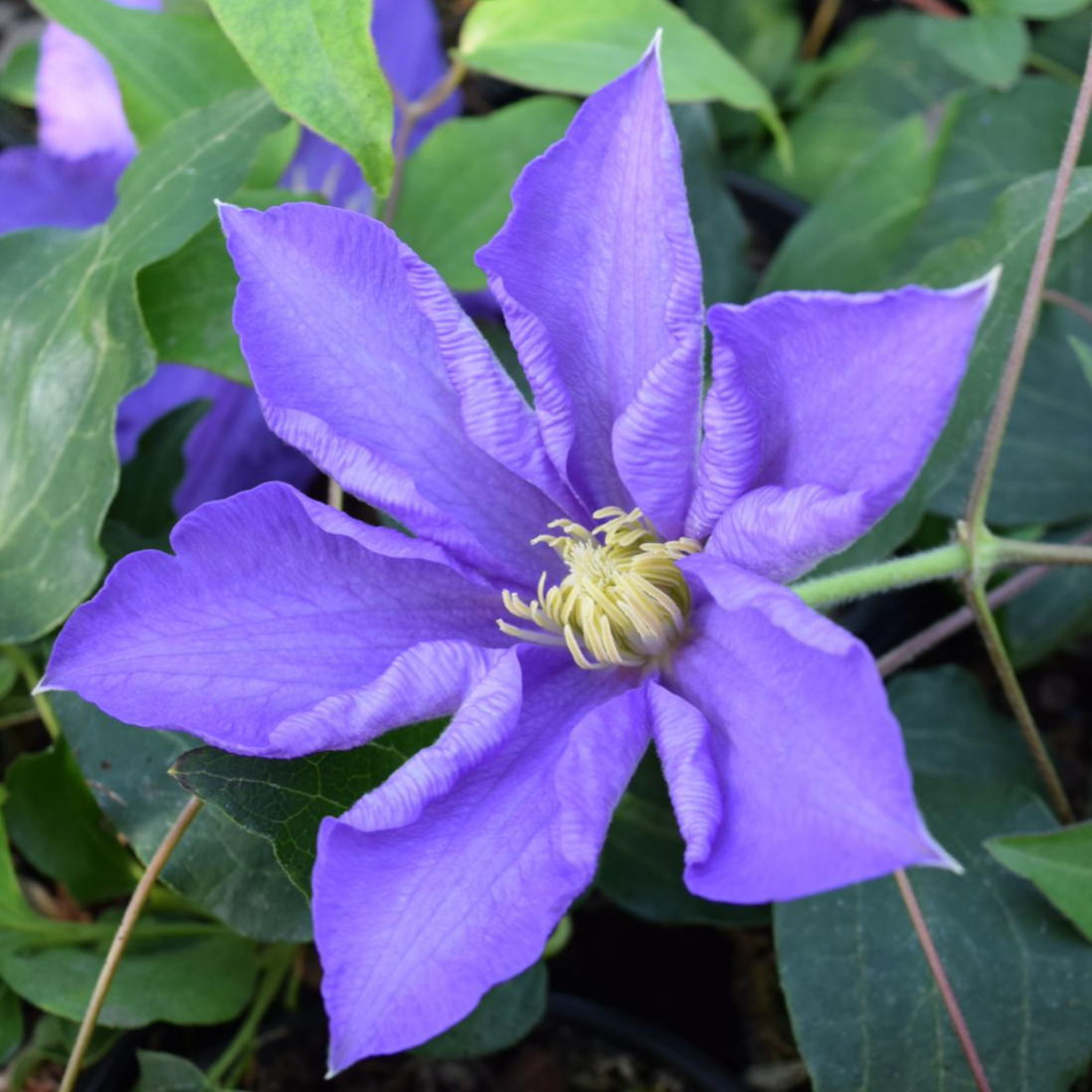 Clematis Lasurstern