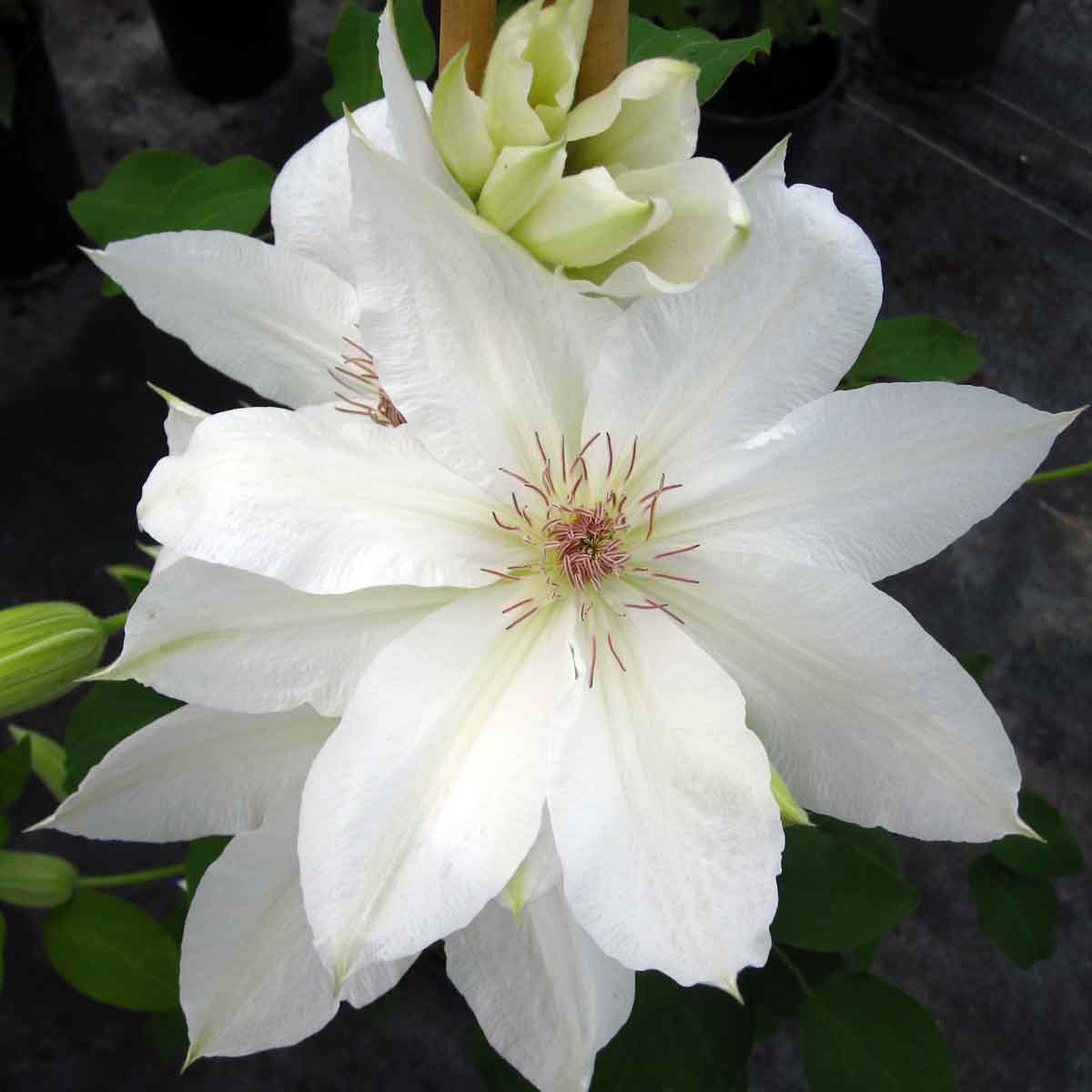 Clematis Laura Denny