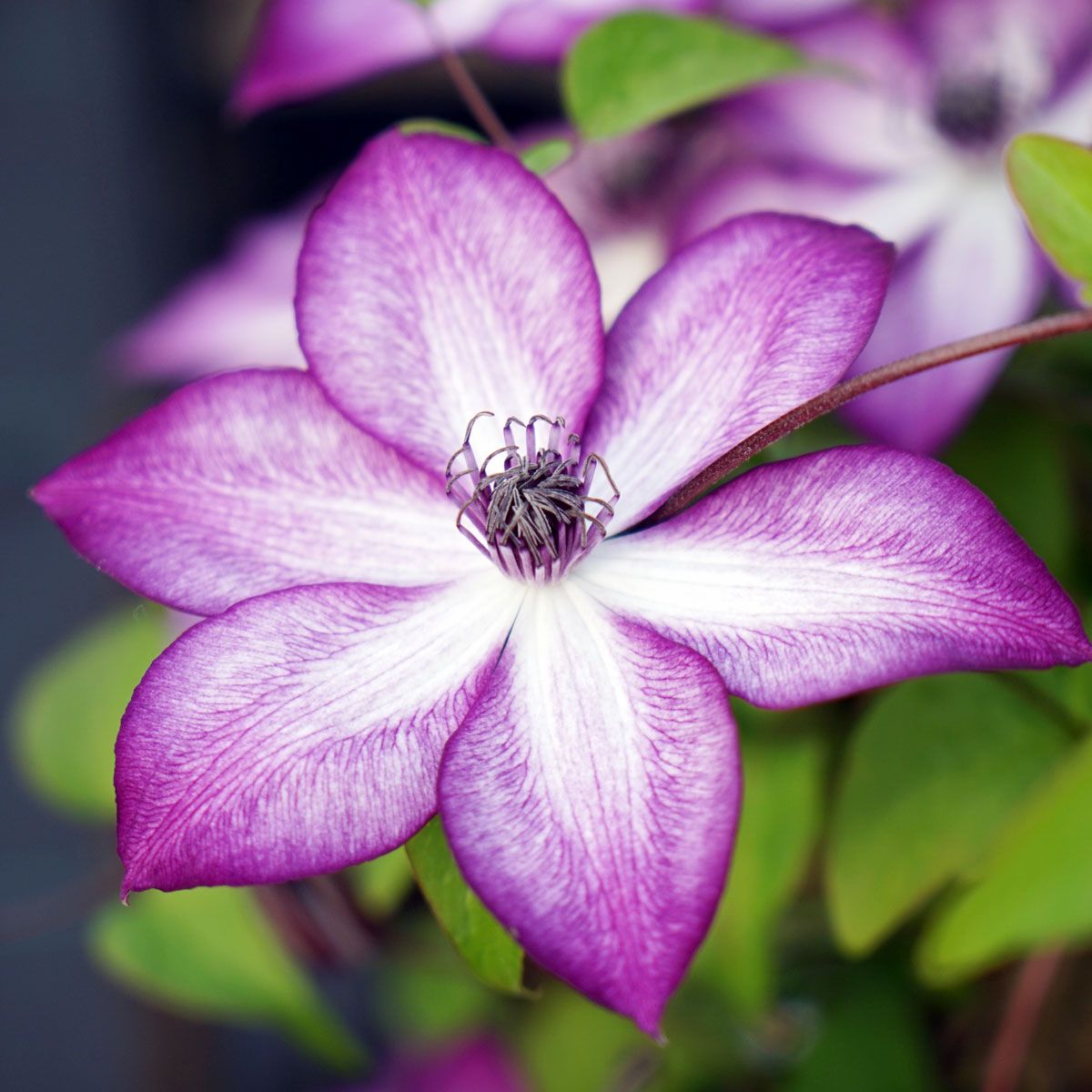 Clematis LAVALLEE No.1