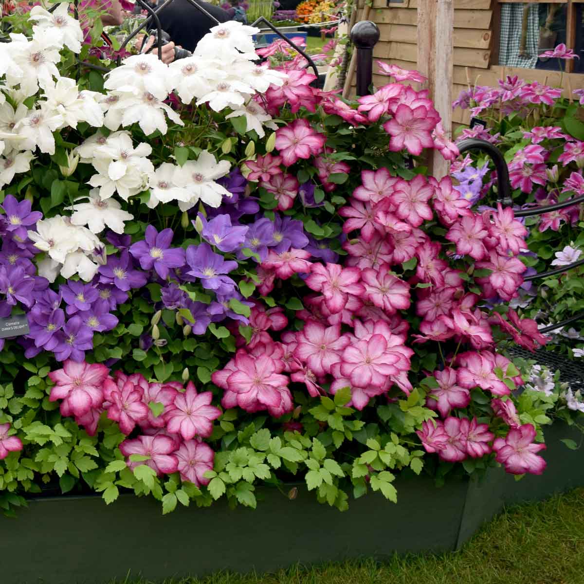 Clematis LIBERTY Zo08095 Superior Quality Climbers