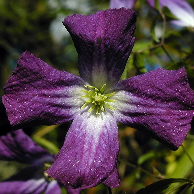 Clematis Little Bas