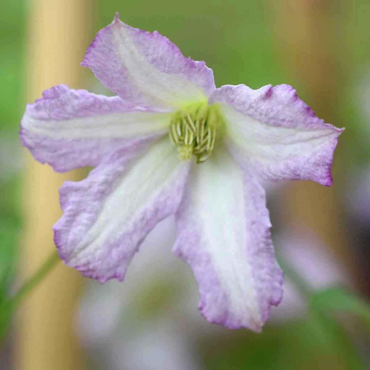 Clematis Little Nell