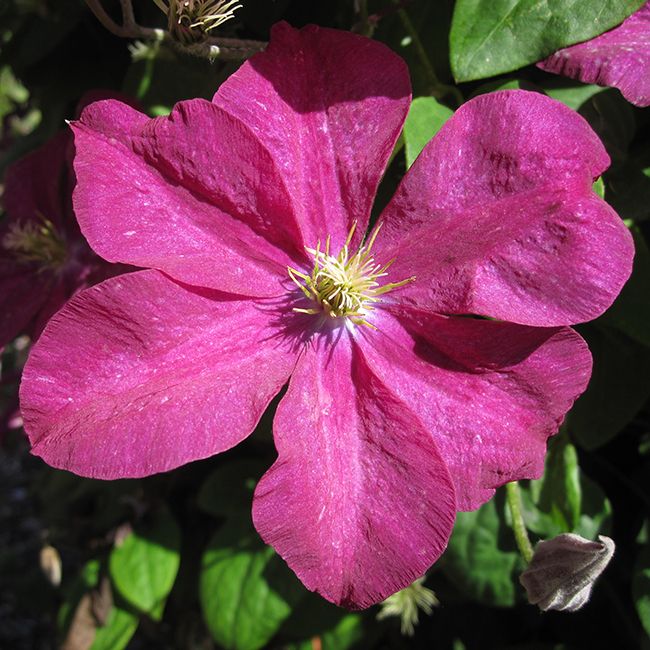 Clematis Madame Edouard Andre