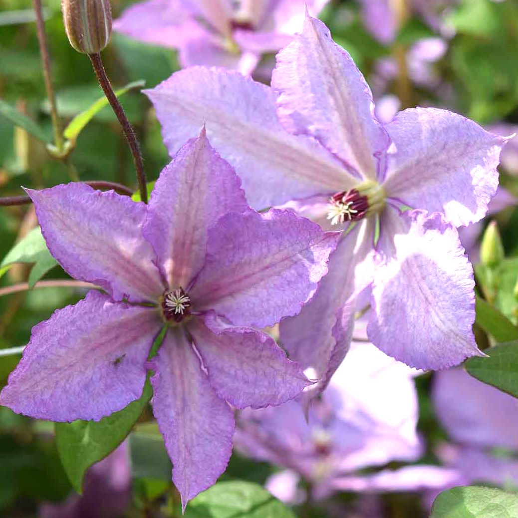 Clematis Margaret Hunt